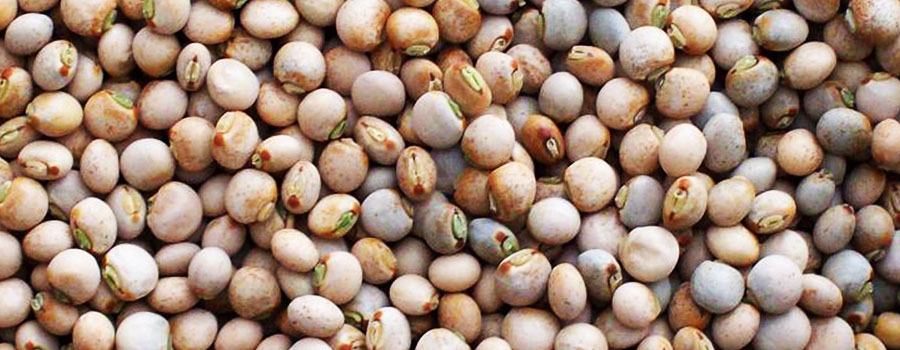 Pigeon Peas